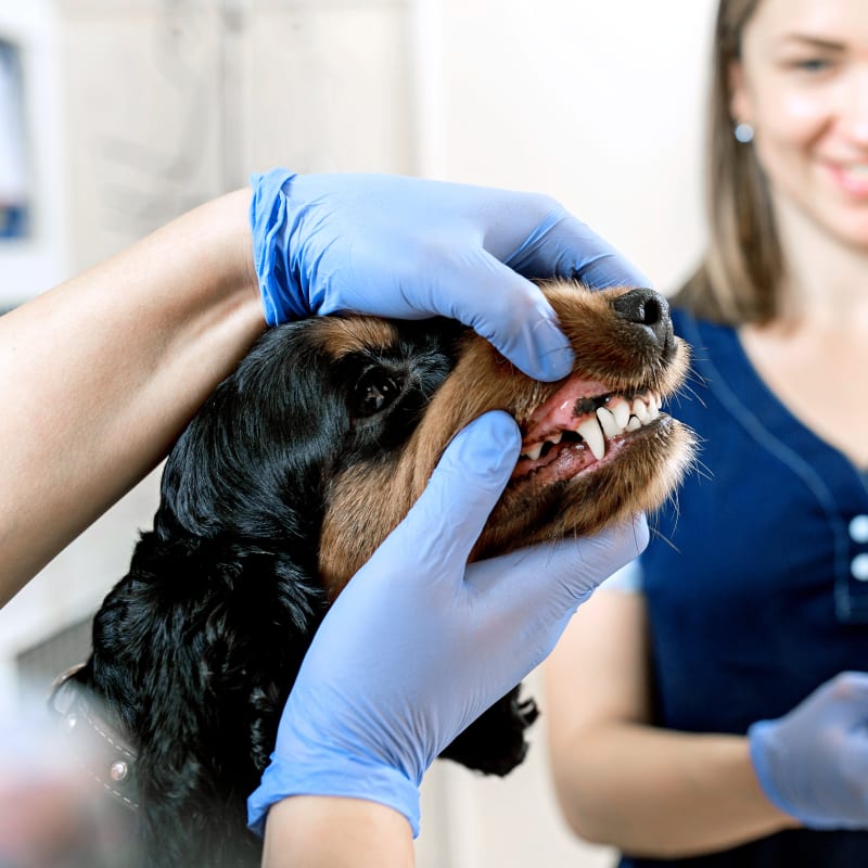 Dental Care, Gibsons Vet